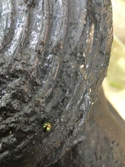 Chrysocoris fascialis