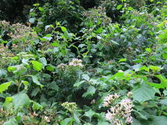 Gymnanthemum capense