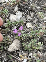 Thymus calcareus