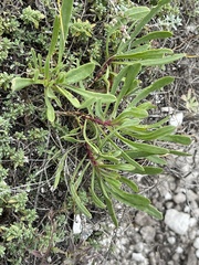 Gypsophila altissima