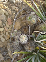 Neolloydia conoidea