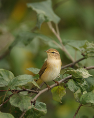 Phylloscopus collybita