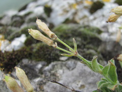 Silene pygmaea