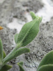 Silene pygmaea