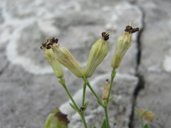 Silene pygmaea
