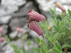 Silene pygmaea