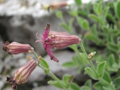 Silene pygmaea