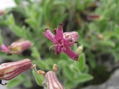 Silene pygmaea