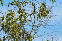 Anthreptes malacensis