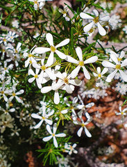 Ricinocarpos pinifolius