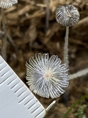 Coprinopsis radiata
