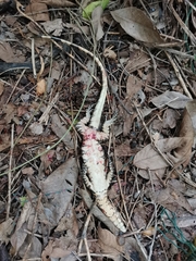Varanus salvator macromaculatus
