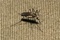 Aedes geniculatus