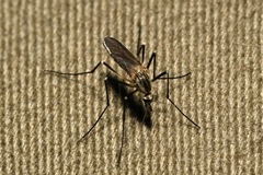 Aedes geniculatus