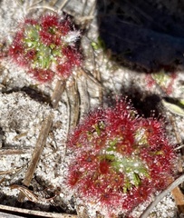 Drosera micrantha
