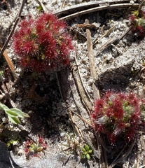 Drosera micrantha