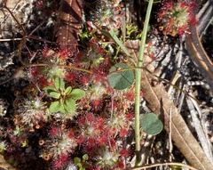 Drosera micrantha