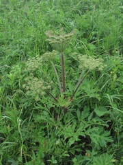 Agasyllis latifolia