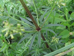 Asperula molluginoides