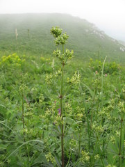 Asperula molluginoides