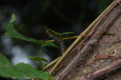 Lepidoptera