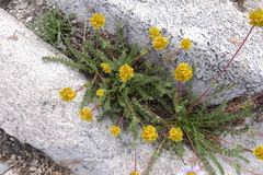 Ivesia gordonii