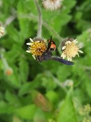 Euodynerus dantici violaceipennis