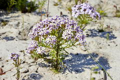 Polycarena lilacina lilacina