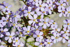 Polycarena lilacina lilacina