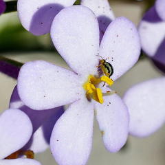 Polycarena lilacina lilacina