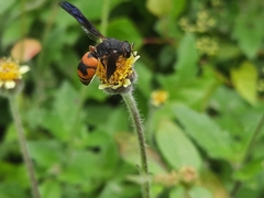 Euodynerus dantici violaceipennis