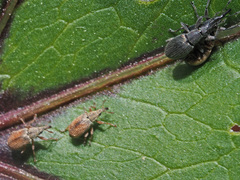 Malvapion malvae
