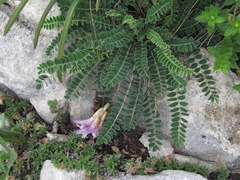Astragalus buschiorum