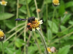 Euodynerus dantici violaceipennis