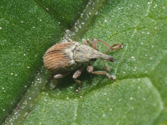 Malvapion malvae