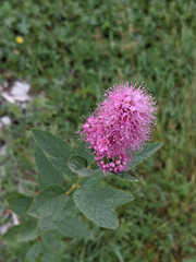 Spiraea × billardii
