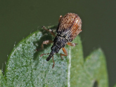Malvapion malvae