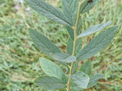 Spiraea × billardii