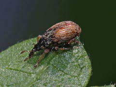 Malvapion malvae