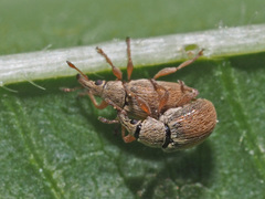 Malvapion malvae