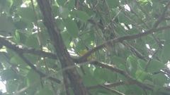 Cardellina canadensis