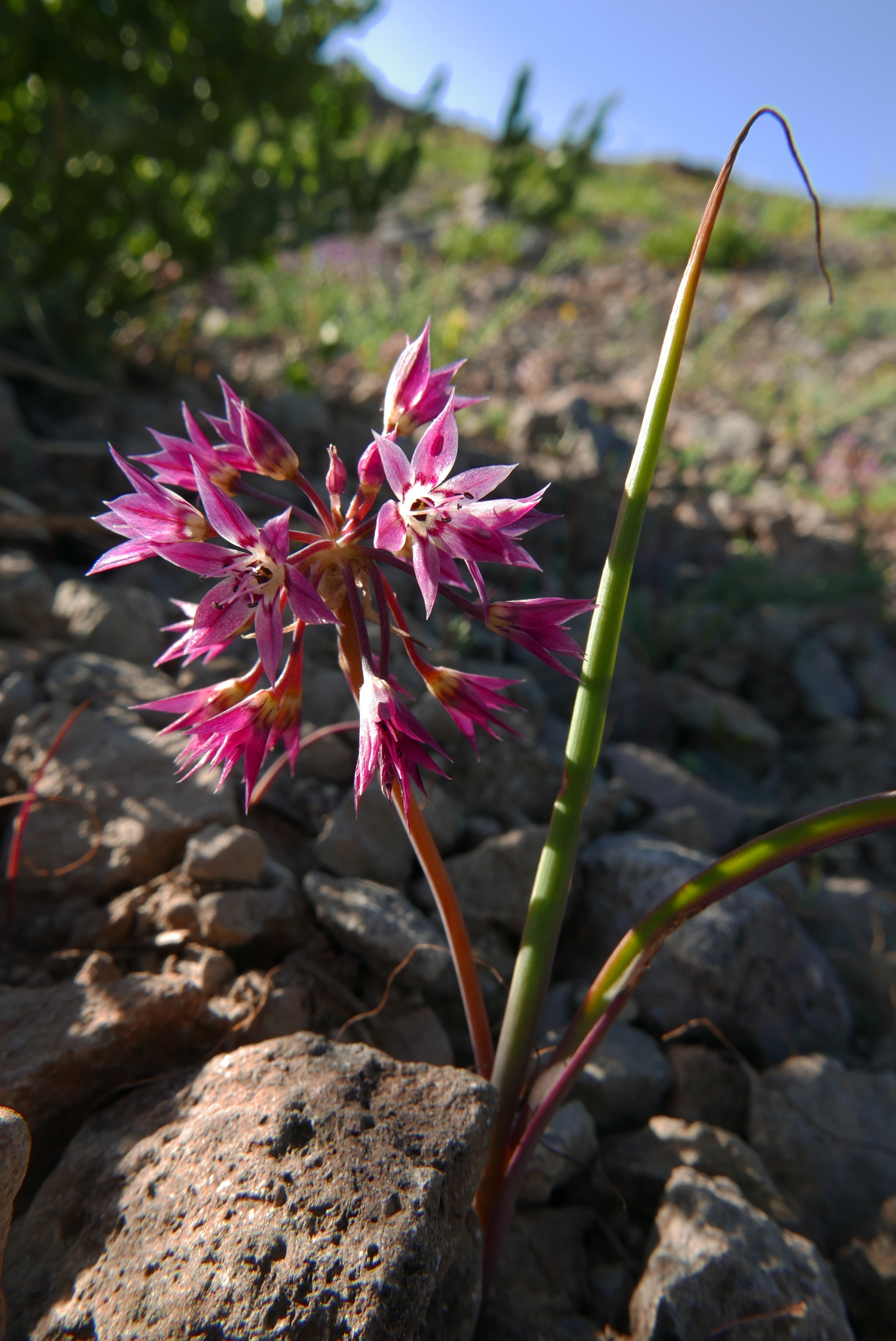 Allium campanulatum