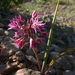 Allium campanulatum - Photo (c) lizzywenk, μερικά δικαιώματα διατηρούνται (CC BY-NC)
