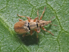 Malvapion malvae
