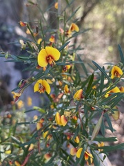 Bossiaea linophylla