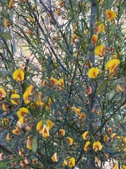 Bossiaea linophylla
