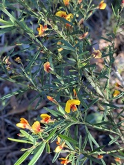 Bossiaea linophylla