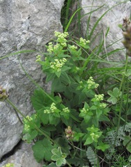 Galium valantioides