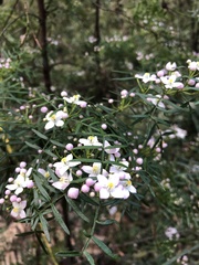 Boronia muelleri