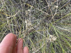 Helichrysum arenarium